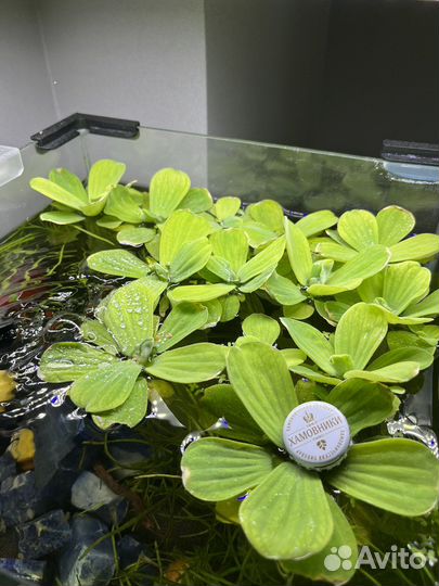 Аквариумные растения