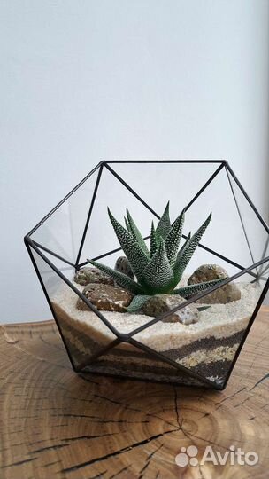 Композиция с хавортией