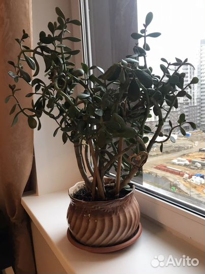 Фикус бенджамина большой