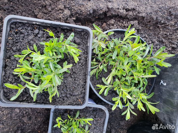 Гвоздика многолетняя почвопокровная