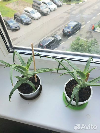 Алоэ лечебное столетник