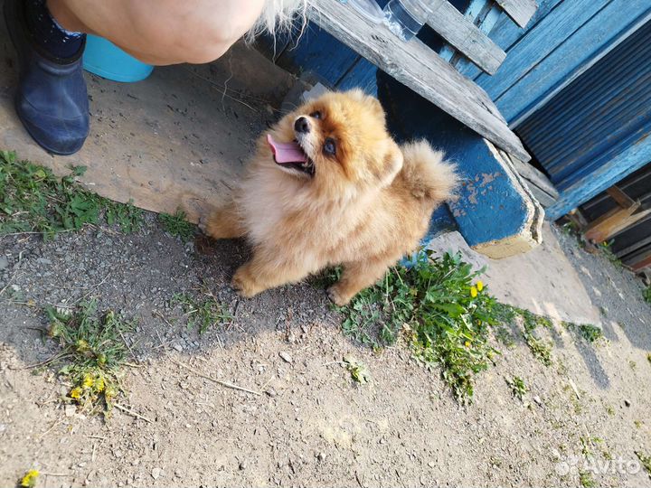 Вязка шпицев померанских на выбор