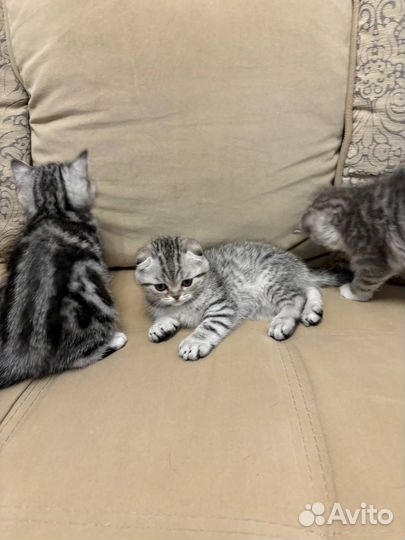 Шотландские котята