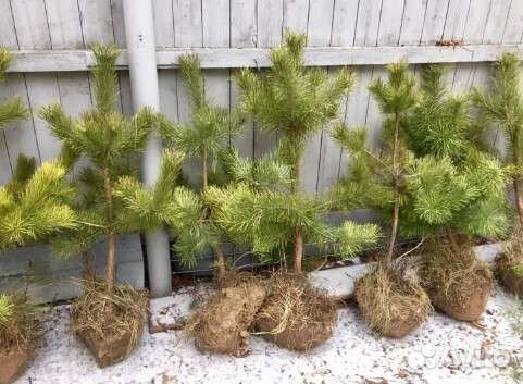Саженцы сосны и ели