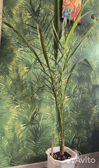 Комнатные растения цветы