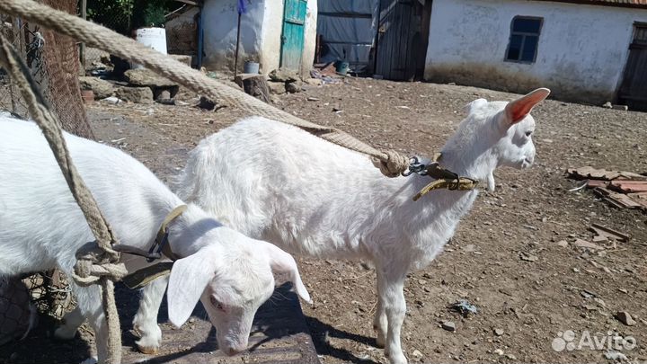 Козы 2.5месяца