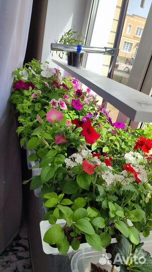 Продам рассаду петунии и ампельного катарантуса