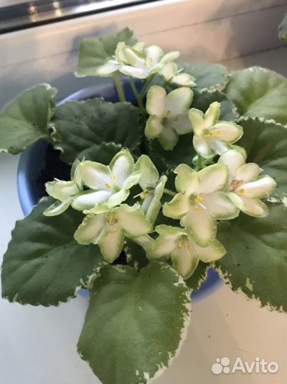 Фиалка Frozen in Time