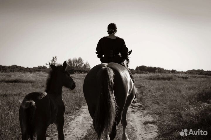 Катание на лошади и пони. Лошадь на праздник