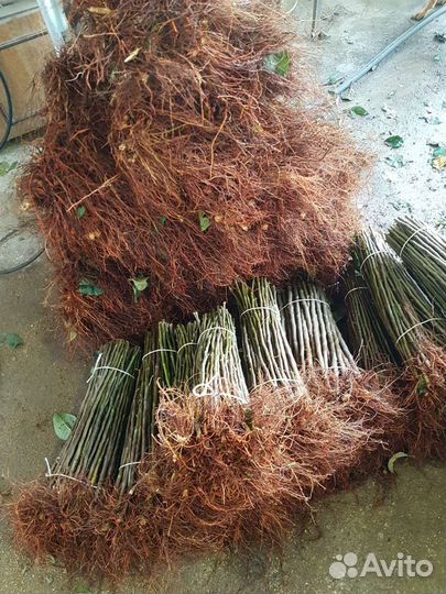 Подвой мм 106