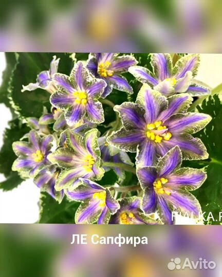 Сотовые фиалки детки