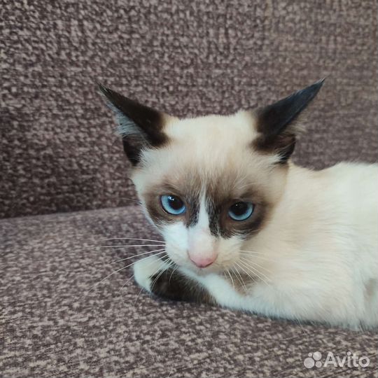 Котята фенотип Сноу Шу