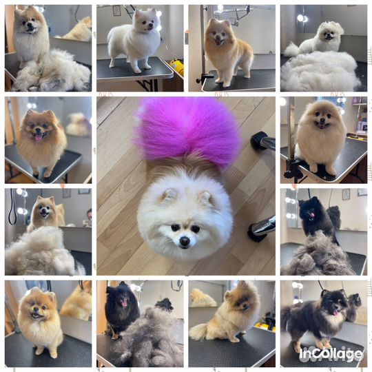 Грумер. Стрижка собак и кошек. Груминг. Линька