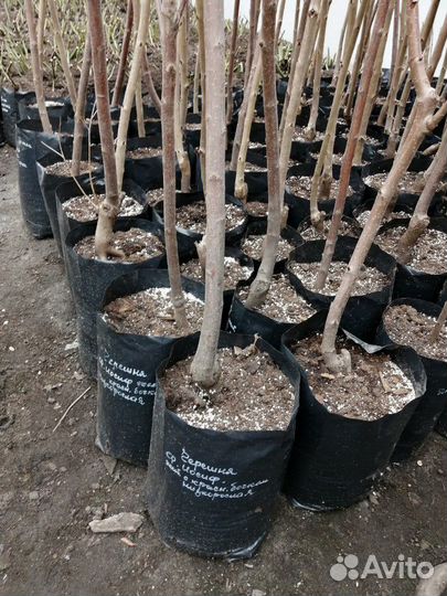Саженцы плодовых и декоративных культур