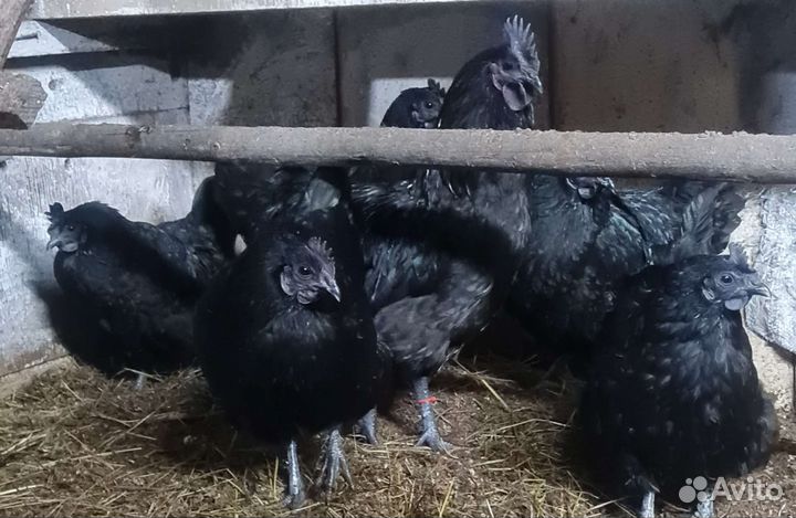 Инкубационное яйцо