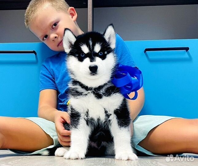 Хаски мальчики и девочки разных окрасов (щеночки)