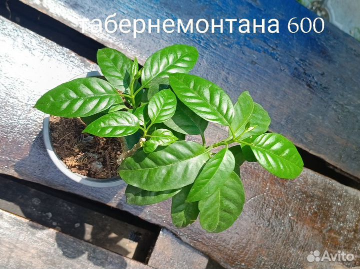 Комнатные растения цветы