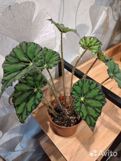 Бегония тигровая