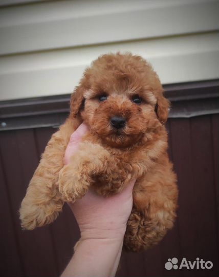 Цветная болонка, мини пушон