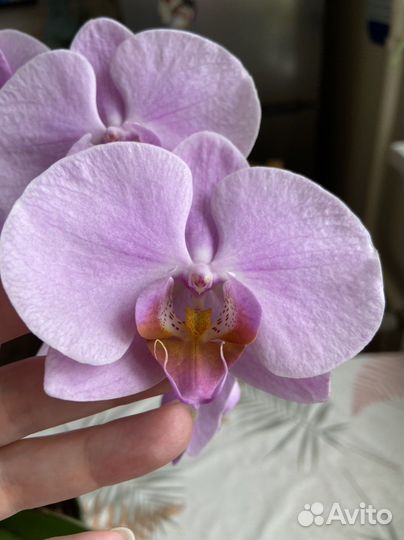Орхидея фаленопсис