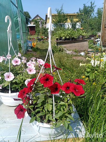 Петуния тайдал