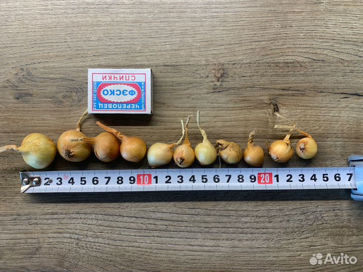 Лук семейный (шалот) на посадку