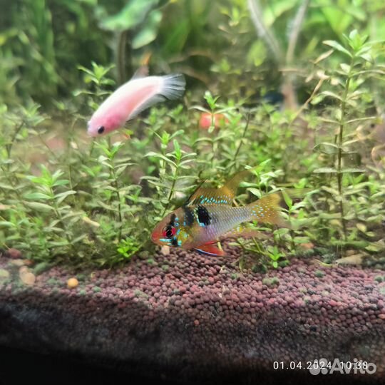 Аквариумные рыбки(петушки)