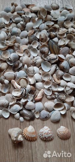 Ракушки декоративные маленькие