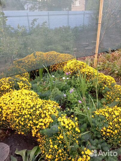 Хризантемы мультифлора