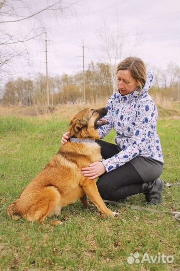 Бурбон - Молодой рыжий пес ищет любящего хозяина