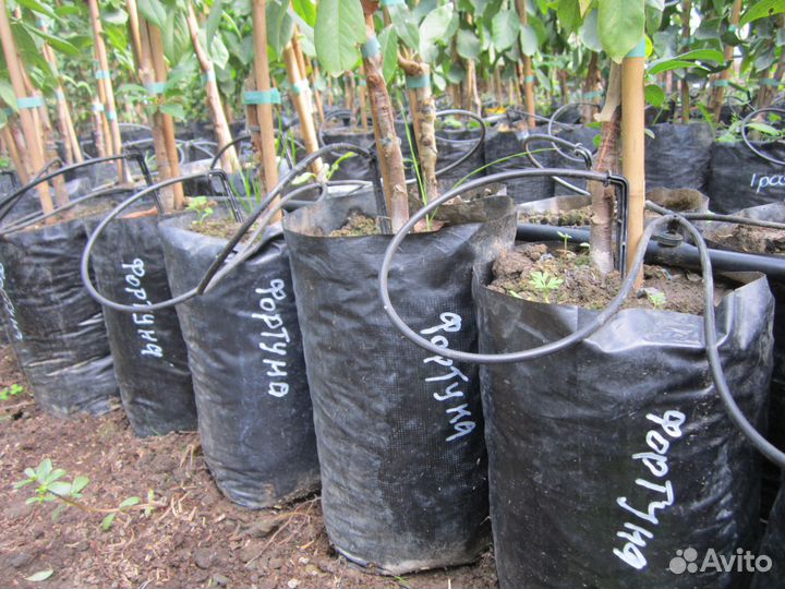 Саженцы плодовых деревьев с зкс