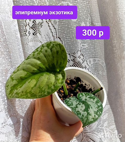 Сциндапсус, эпипремнум