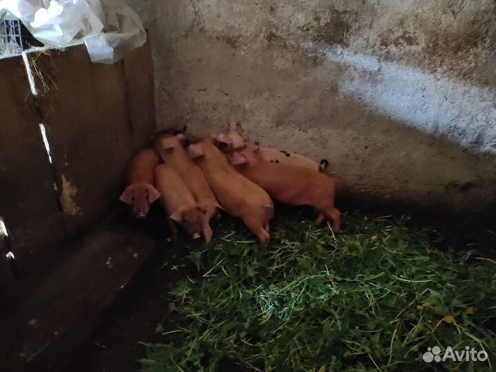 Продаю поросят 8 недель