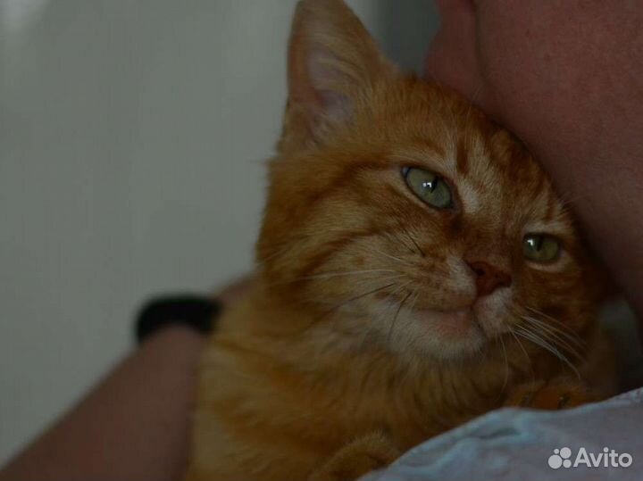 Добряк Рыжик