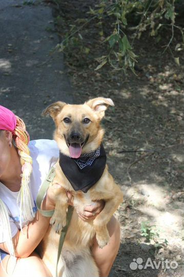 Собака Рейчел.приют