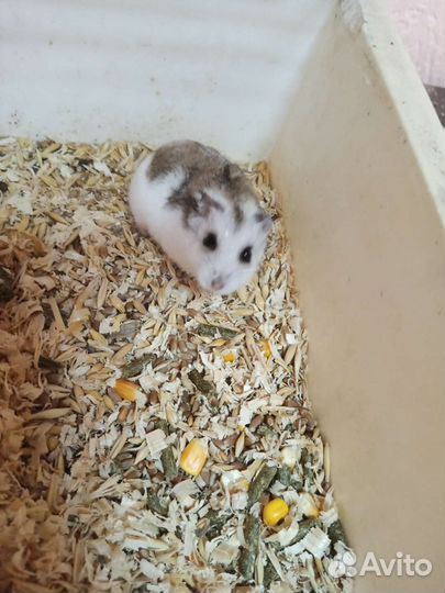 Джунгарский хомяк