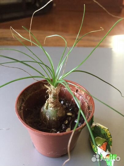 Суккулентное луковичное растение мини