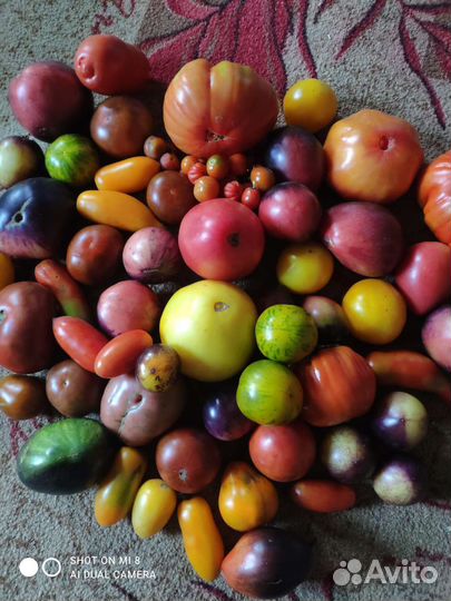 Семена помидоров томатов