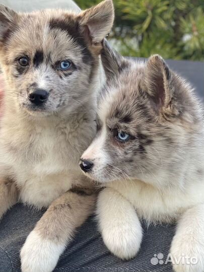 Помски- померанский мини хаски микро/ той / мини