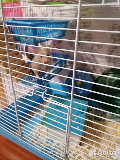 Хомяк с клеткой