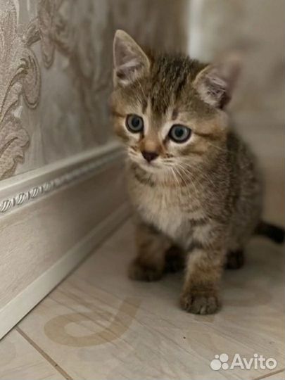 Котик маленький