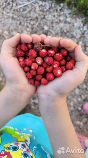 Лесная земляника, Виктория, земклубника