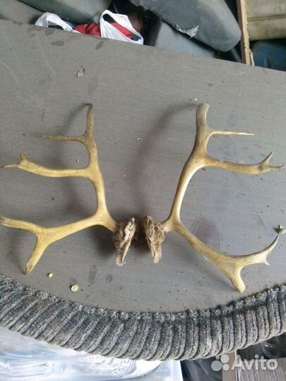 Рога оленя