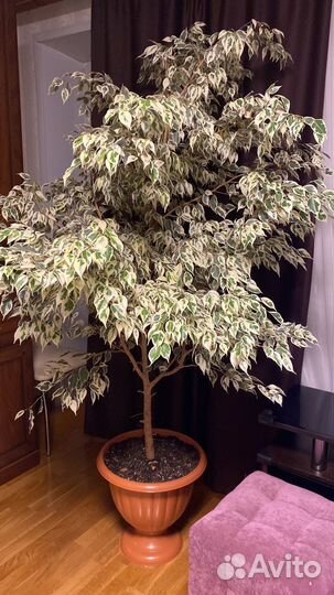 Фикус Бенджамина большой