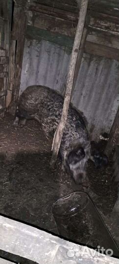 Венгерская мангалица