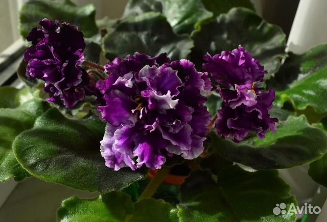 Фиалки сортовые N3