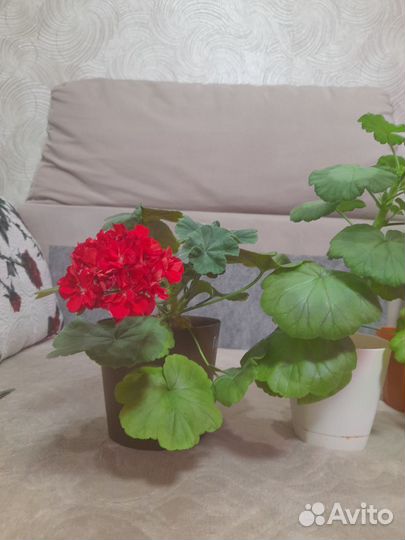 Пеларгония герань