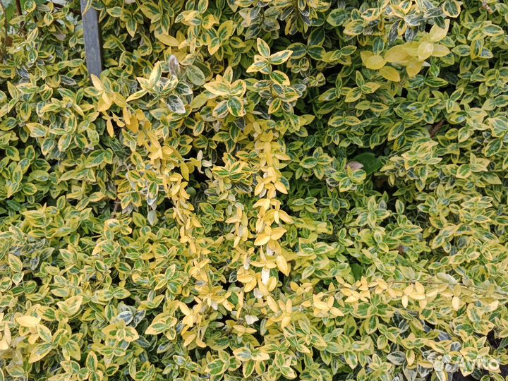 Бересклет форчуна