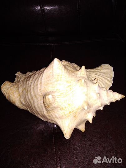 Раковина морского моллюска