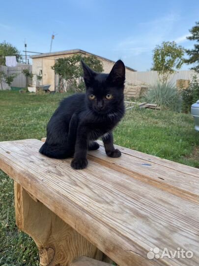 Котята в добрые руки мальчики